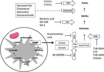 A review on the role of fatty acids in colorectal cancer progression